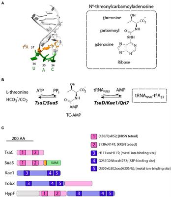 The universal Sua5/TsaC family evolved different mechanisms for the synthesis of a key tRNA modification